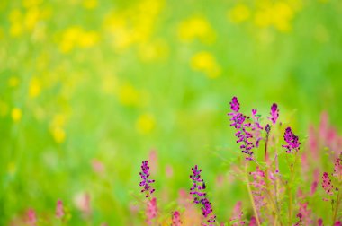 Güzel kır çiçeklerinin manzaralı görüntüsü