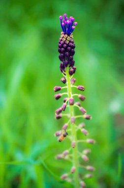 Güzel kır çiçeklerinin manzaralı görüntüsü