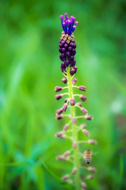 Güzel kır çiçeklerinin manzaralı görüntüsü