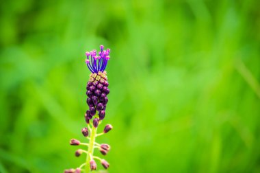 Güzel kır çiçeklerinin manzaralı görüntüsü