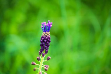 Güzel kır çiçeklerinin manzaralı görüntüsü