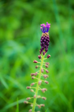 Güzel kır çiçeklerinin manzaralı görüntüsü