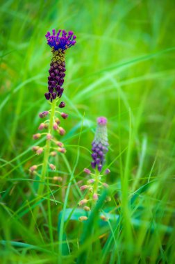 Güzel kır çiçeklerinin manzaralı görüntüsü