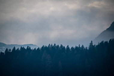Bruneck, Güney Tyrol, İtalya 'nın çam ormanlarının manzaralı görüntüleri.