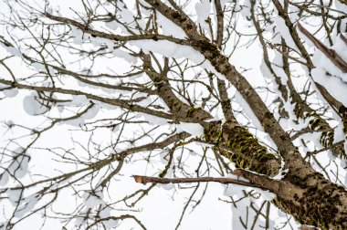 Traviso, İtalya 'nın güzel karlı manzarası