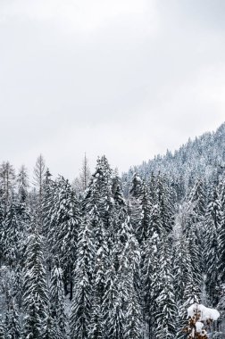 Traviso, İtalya 'nın güzel karlı manzarası