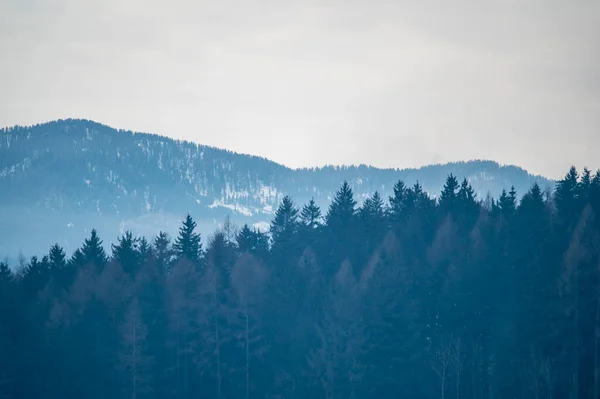 Bruneck Güney Tyrol Talya Nın Çam Ormanlarının Manzaralı Görüntüleri — Stok fotoğraf