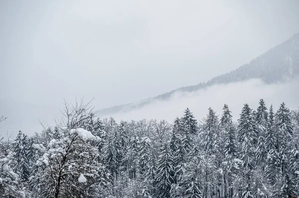 意大利特拉维索美丽的雪景 — 图库照片