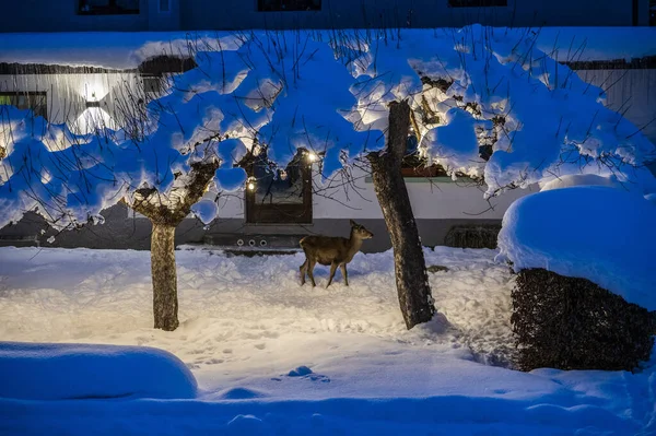 Красивый Снежный Пейзаж Traviso Италия — стоковое фото