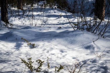 Kış vakti karlı orman 