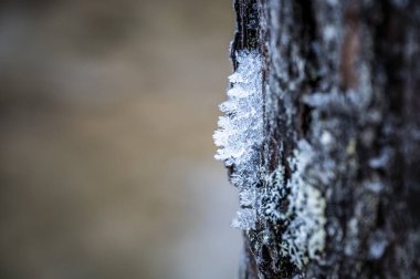 Arka planı bulanık olan bir ağaç gövdesini kapat. Seçici odak. 
