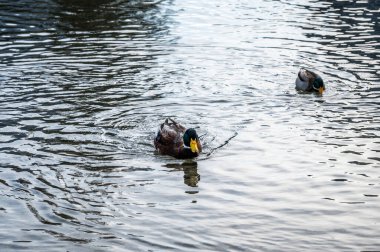 Kışın gölde ördekler 
