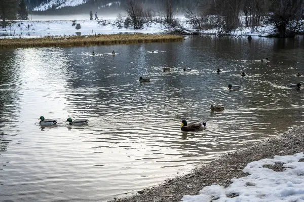 Ducks Lake Winter — Stock Photo, Image