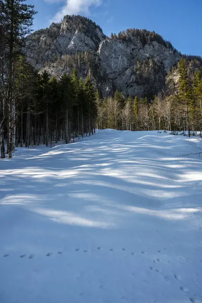 Тарвизио Зимой Долине Риофреддо Подножия Джулианских Альп — стоковое фото