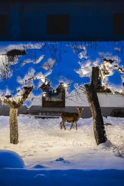 Şiddetli bir kar yağışı sonrasında Tarvisio turizm beldesi