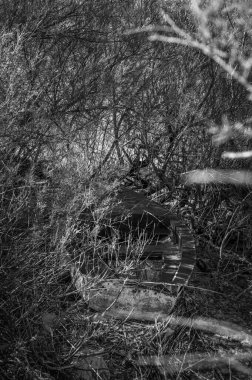 İtalya 'daki güzel Caorle Gölü