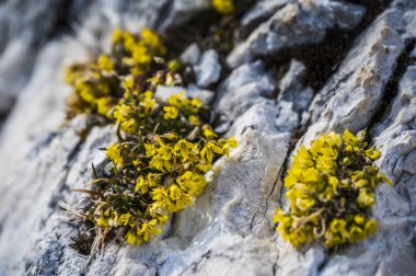 Canin ve Montasio dağlarında bahar karı