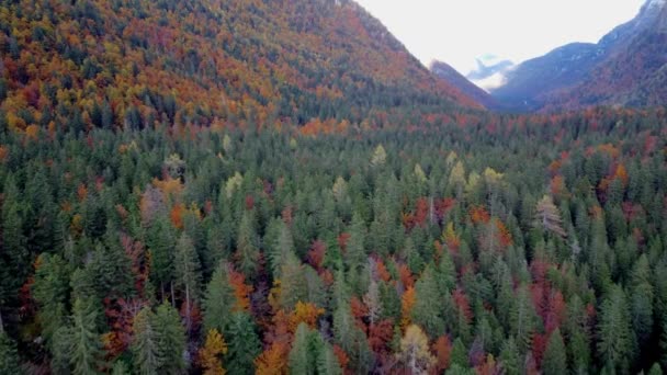 Осінь Селі Невеї Вибух Кольорів Лісі Юліанських Альп — стокове відео