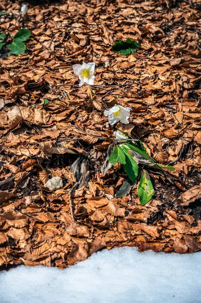 stock image Snowdrop flowers in the morning