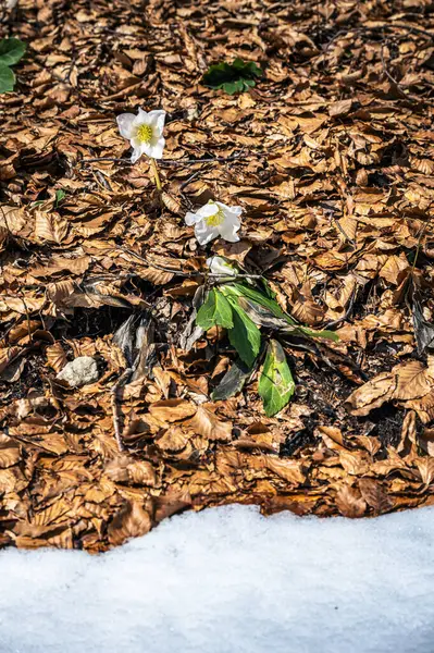 stock image Snowdrop flowers in the morning