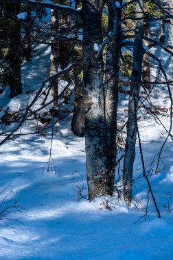 Şiddetli bir kar yağışı sonrasında Tarvisio turizm beldesi