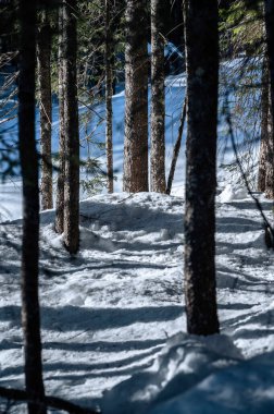 Tarvisio. Kışın Riofreddo Vadisi. Julian Alplerinin eteklerinde