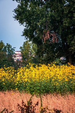 Bahçedeki parlak sarı çiçekler