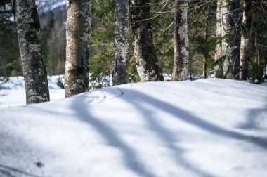 Dağlardaki karlı ormandaki ağaçların gündüz manzarası 