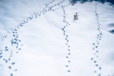 İtalya 'nın Udine ili Valbruna' da kış zamanı kar tepeleri kapladı