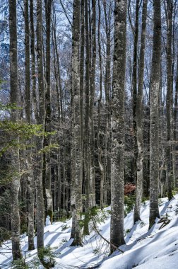 Dağlardaki karlı ormandaki ağaçların gündüz manzarası 