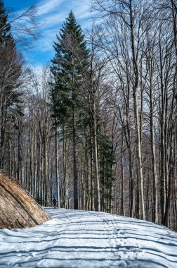 Snow covered hills at winter time in Valbruna, Province of Udine, Italy clipart