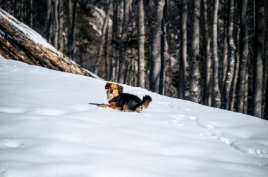 Şirin Kokoni köpeği İtalyan Alplerinde karla kaplı tepede eğleniyor.