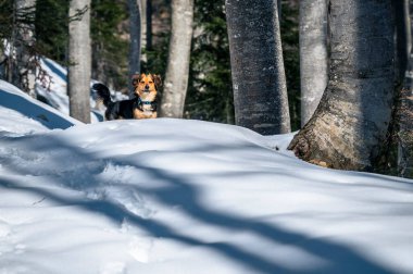 Şirin Kokoni köpeği İtalyan Alplerinde karla kaplı tepede eğleniyor.