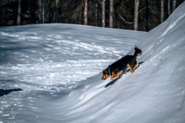 Şirin Kokoni köpeği İtalyan Alplerinde karla kaplı tepede eğleniyor.