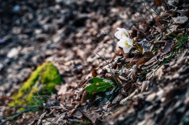 Daytime view of white flowers on dry leaves in winter forest  clipart