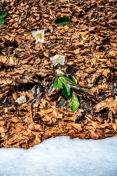 stock image Closeup of flowers on dry leaves background in winter forest at daytime