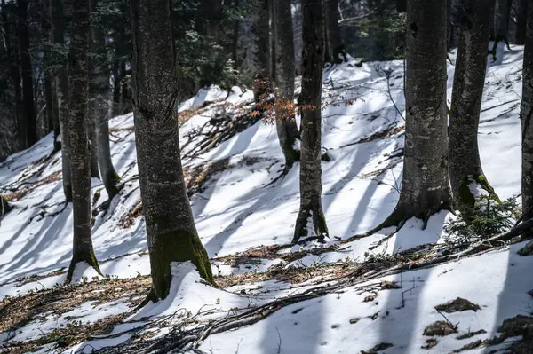 stock image Snow covered hills at winter time in Valbruna, Province of Udine, Italy