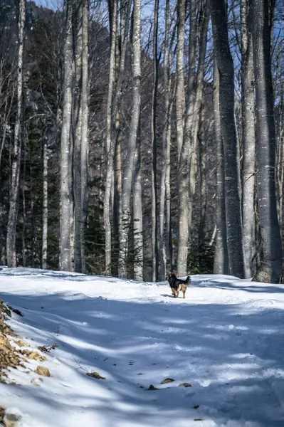 stock image Cute Kokoni dog enjoying on the snow covered hill at Italian alps