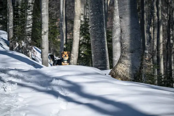 stock image Cute Kokoni dog enjoying on the snow covered hill at Italian alps