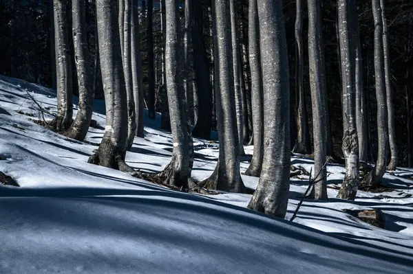 Stock image Snow covered hills at winter time in Valbruna, Province of Udine, Italy