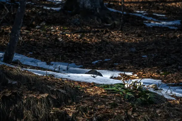 stock image Small flowers in winter forest at daytime