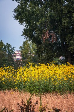 Arka planda antik şatosu olan güzel sarı çiçekler. İtalya