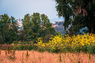 beautiful yellow flowers with ancient castle on background. Italy clipart