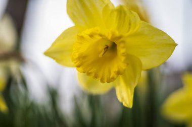 Sarı nergisler bahar bahçesinde, makro yakın çekim, seçici odaklanma
