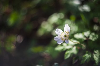 İlkbaharda ormanda büyüyen beyaz çiçekler.