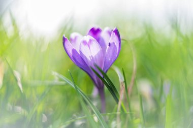 İlkbaharda ormanda çiçek yetişir.