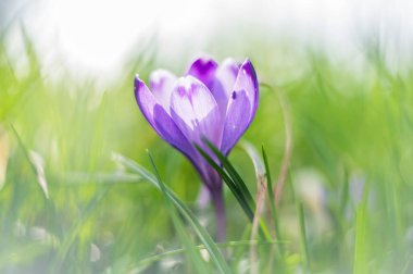 İlkbaharda ormanda çiçek yetişir.