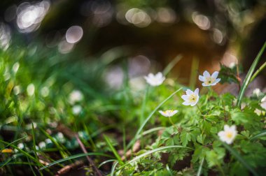 İlkbaharda ormanda büyüyen beyaz çiçekler.