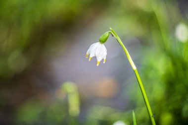 İlkbaharda ormanda büyüyen beyaz çiçekler.