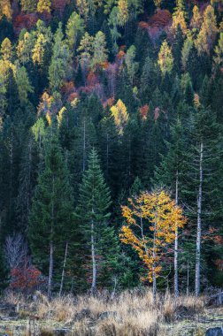 Çam ağaçlarıyla kaplı dağların güzel manzarası 